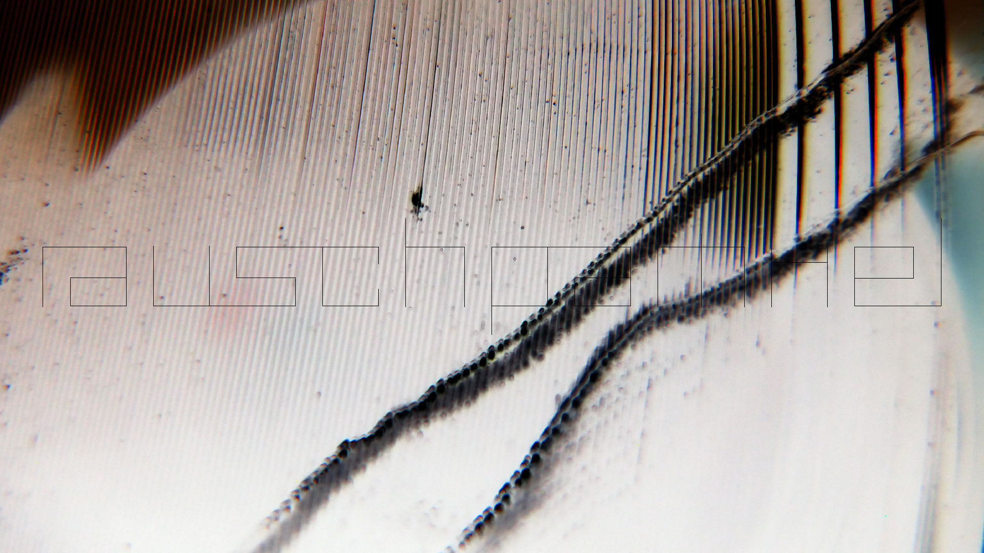 2023-02-03 wendelrekords 4, 2. Entwurf Etiketten (Foto Grafik)