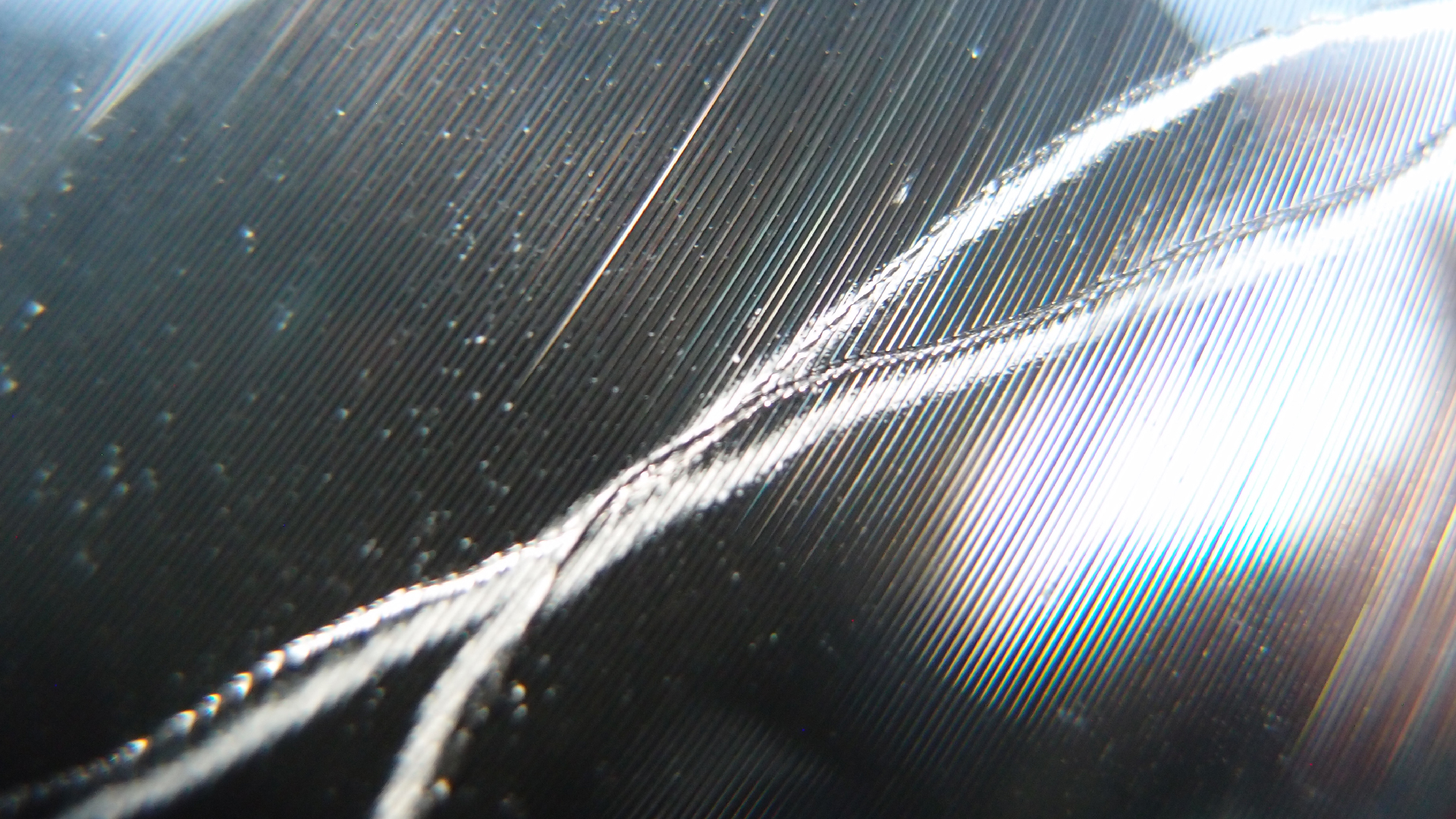 2023-02-03 wendelrekords 4, 2. Entwurf Etiketten (Foto Grafik)