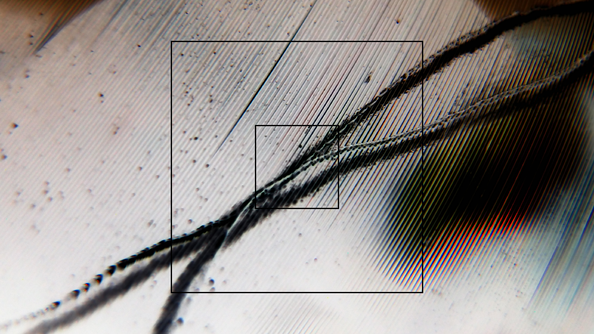 2023-02-03 wendelrekords 4, 2. Entwurf Etiketten (Foto Grafik)