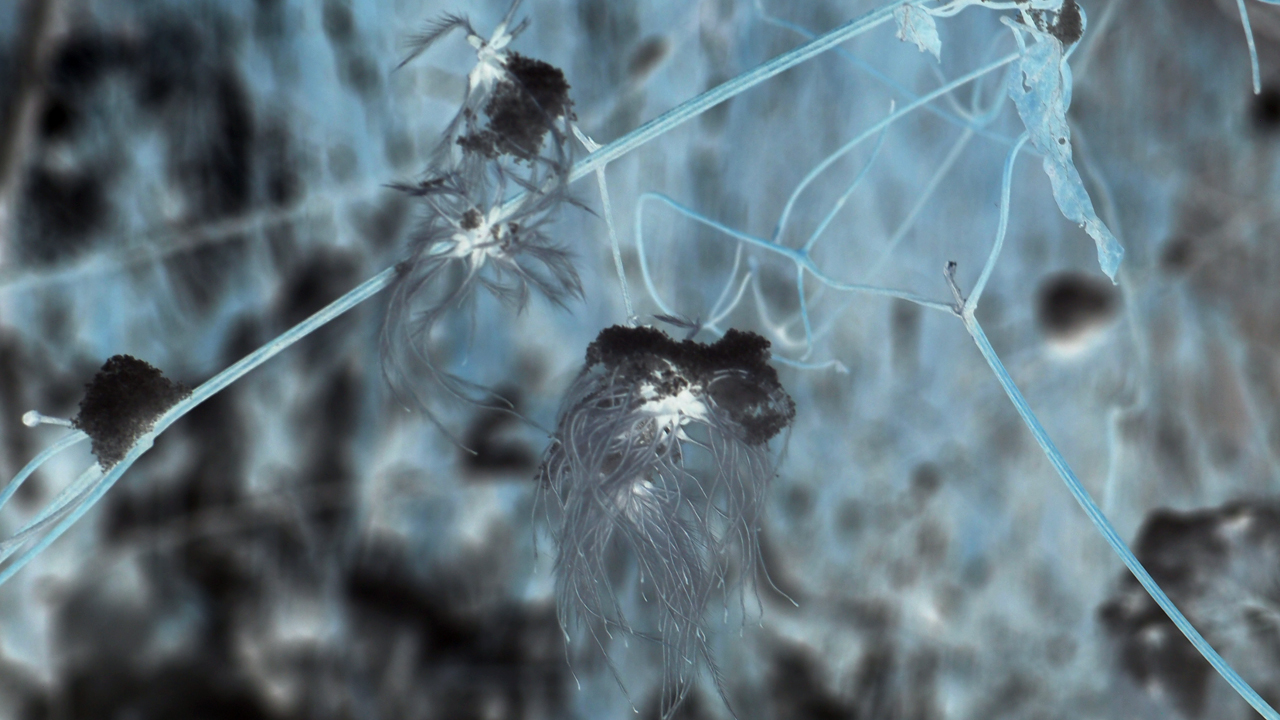 2021-01-30 Wasser in der Sp�le II (Remix Sonatas & Interludes, On-Off) (Komposition, Remix, Recording, Foto)