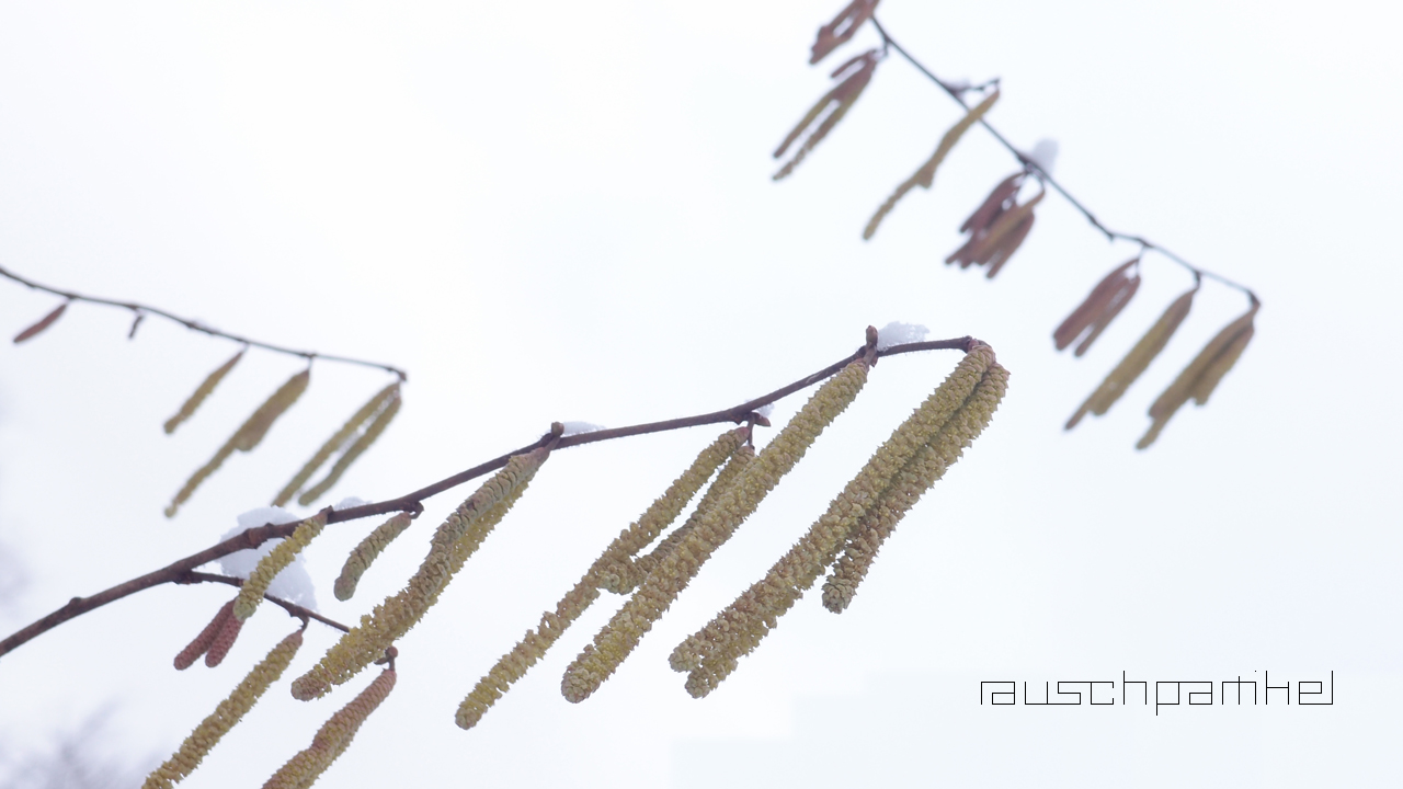 2021-01-30 Wasser in der Sp�le II (Remix Sonatas & Interludes, On-Off) (Komposition, Remix, Recording, Foto)