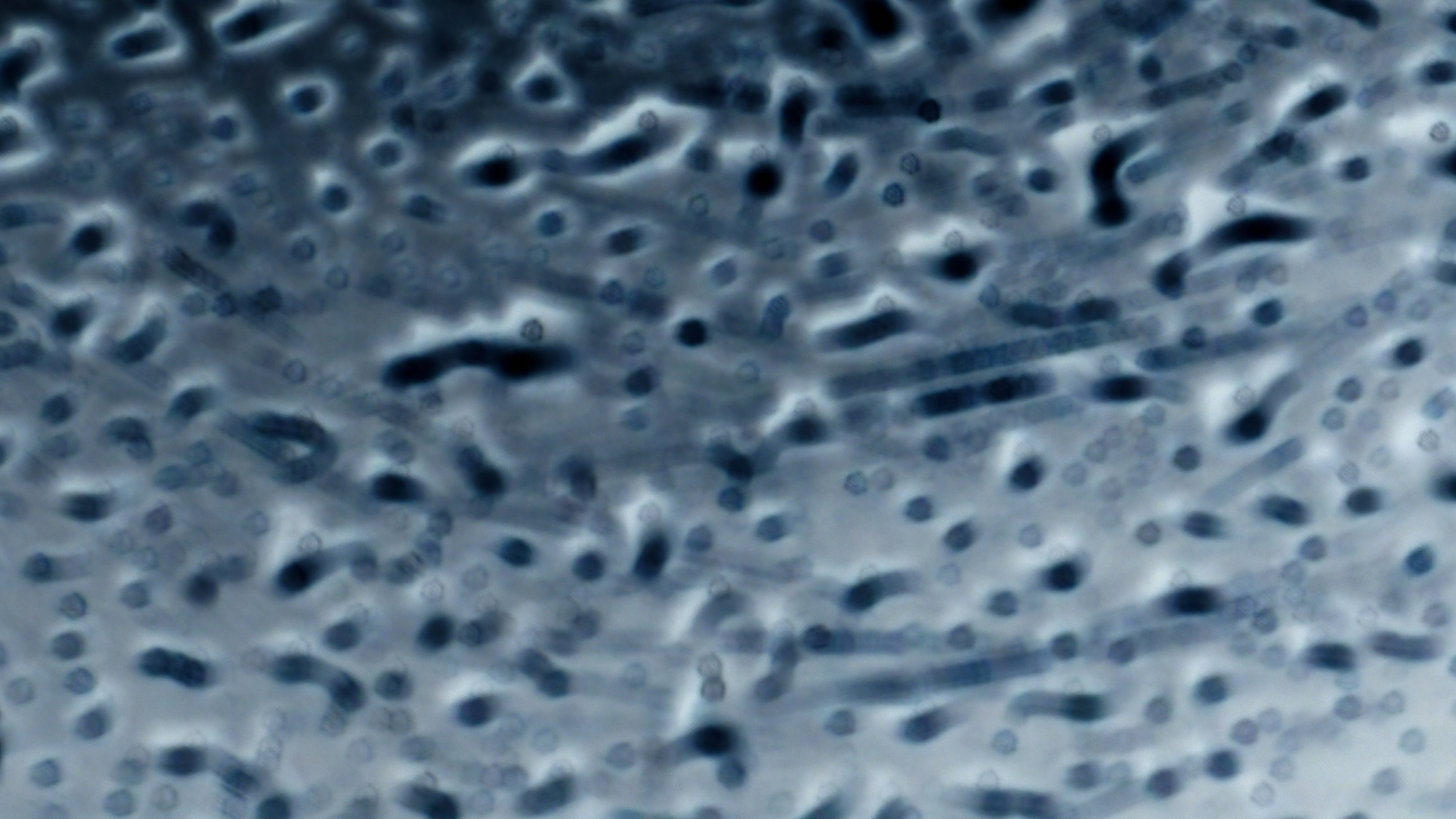 2021-02-02 Wasser in der Sp�le II, On-Off mit Parameterwechsel (Remix John Cage 'Book Of Music') (Komposition, Remix, Recording, Foto)