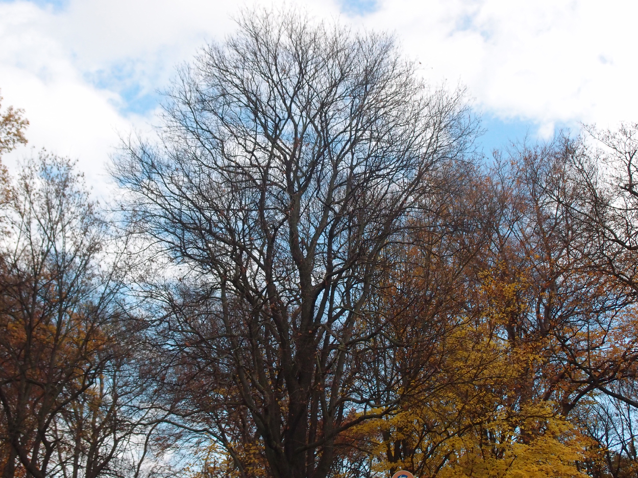 003 2015-11-10 durch die Stadt (Dat Tape 2)