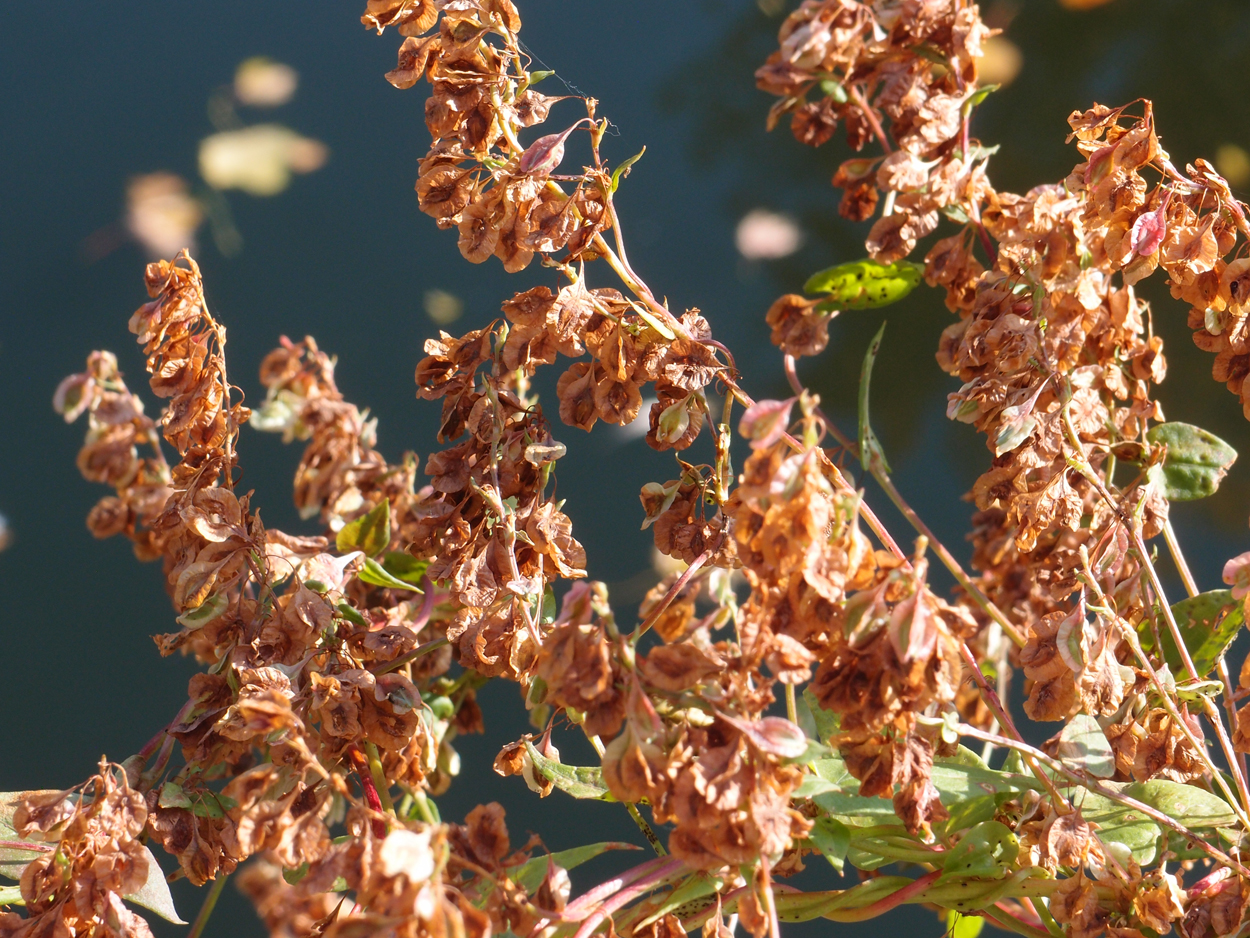 2019-10-14 Spatzen am Heckmannufer (Fieldrecording Video) 