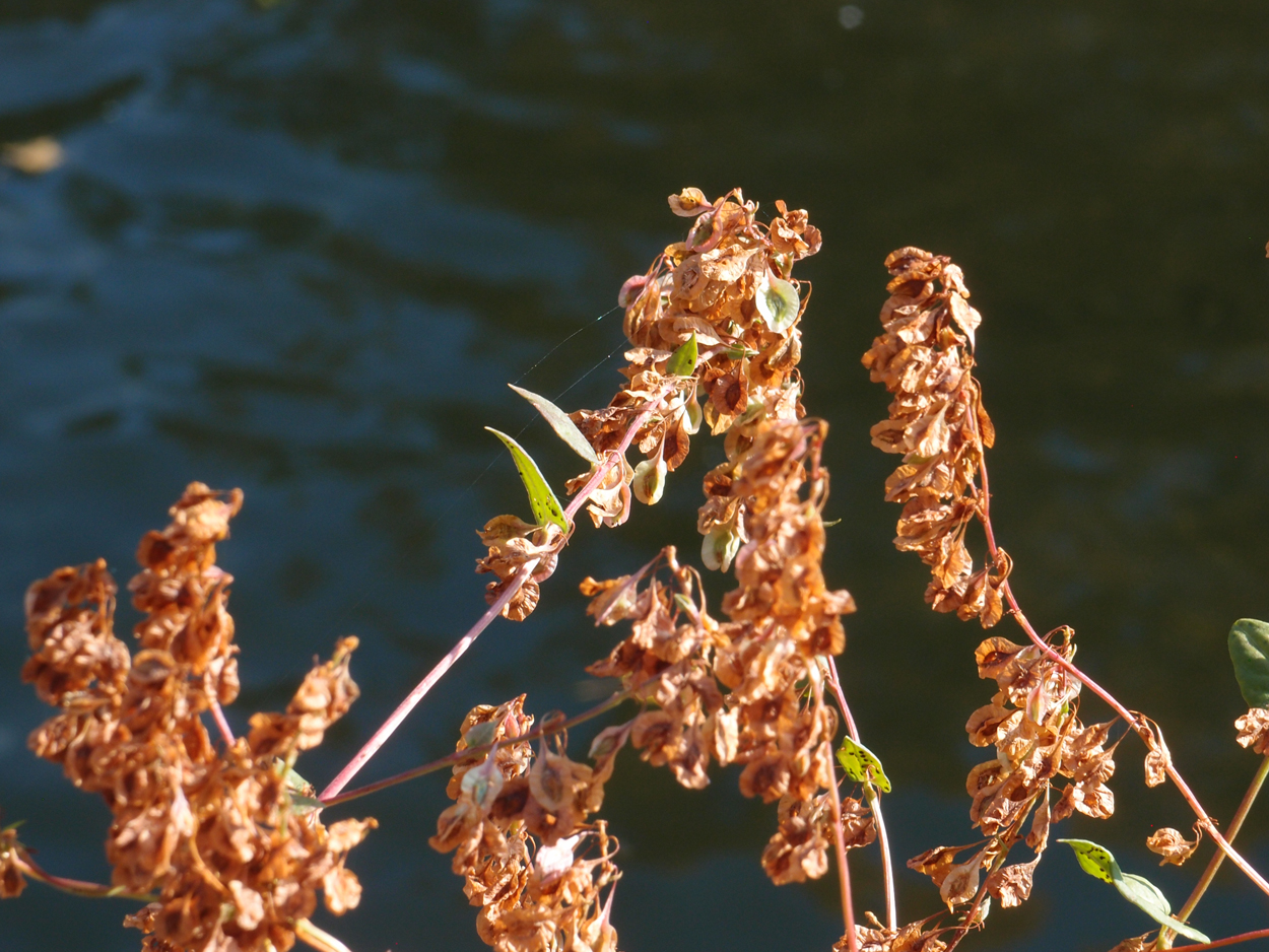 2019-10-14 Spatzen am Heckmannufer (Fieldrecording Video) 