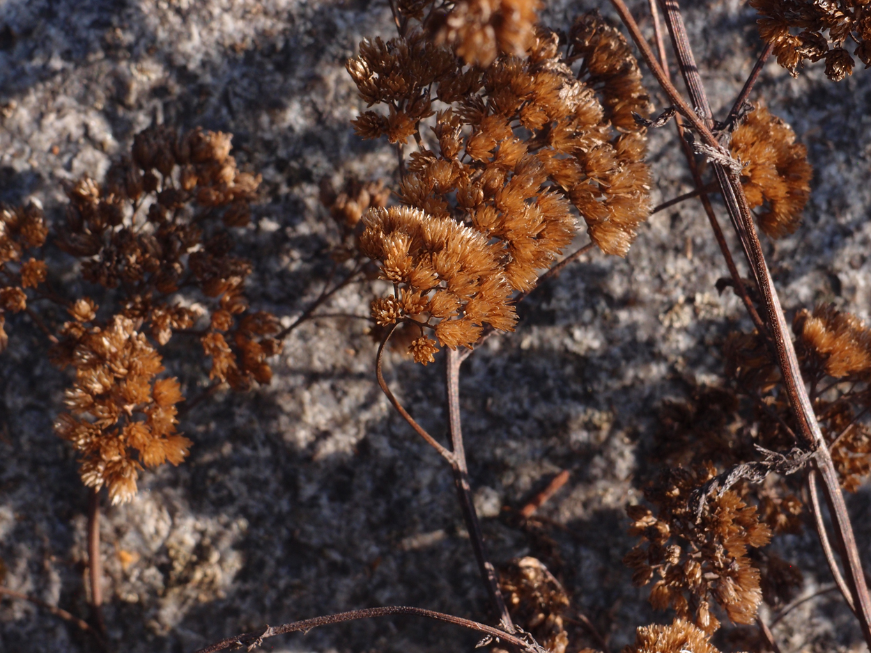 2019-10-14 Spatzen am Heckmannufer (Fieldrecording Video) 