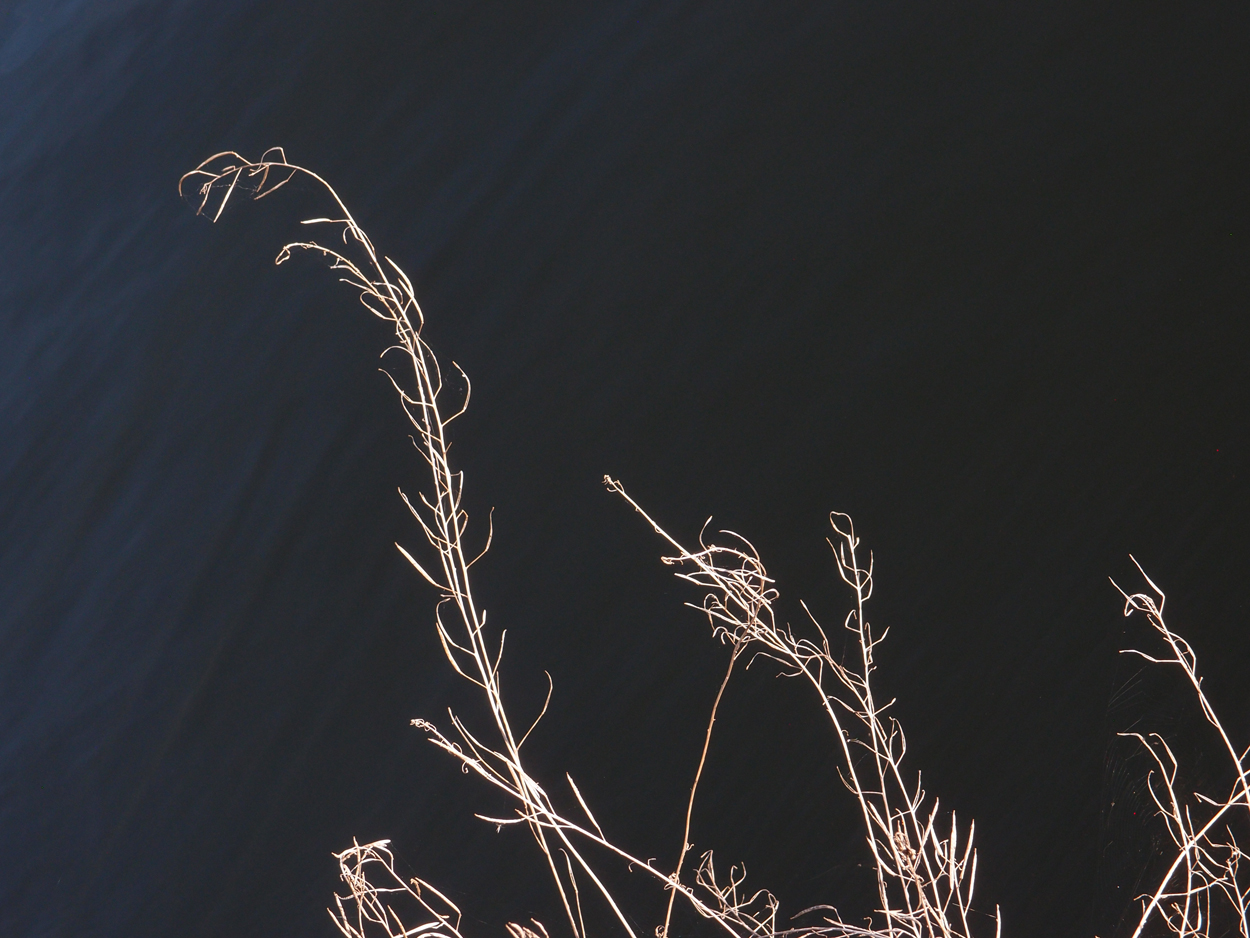 2019-10-14 Spatzen am Heckmannufer (Fieldrecording Video) 