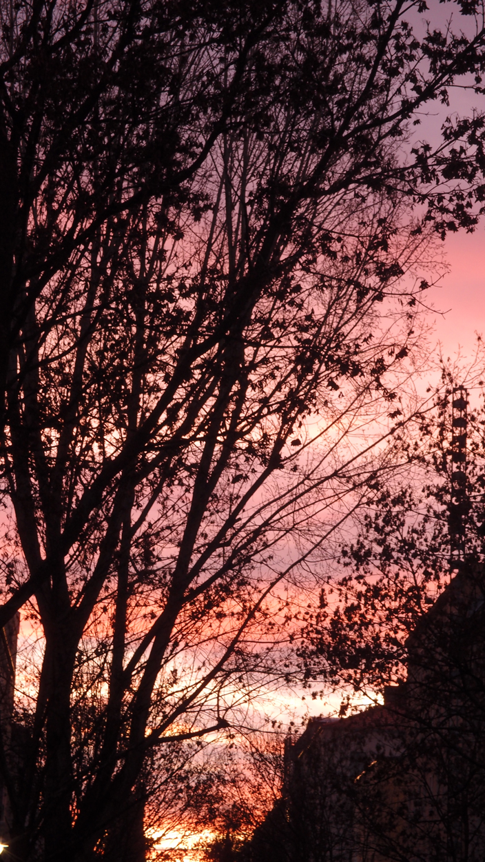 2019-12-11 Spatzen II (Fieldrecording Video) 