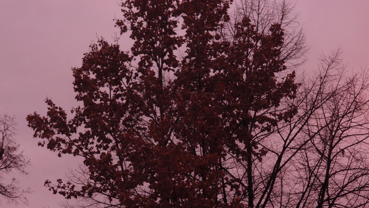 2019-12-11 Spatzen II (Fieldrecording Video) 