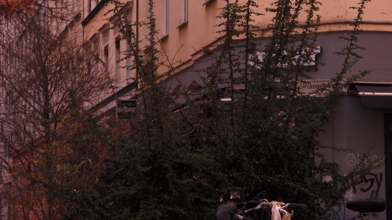 2019-12-11 Spatzen II (Fieldrecording Video) 