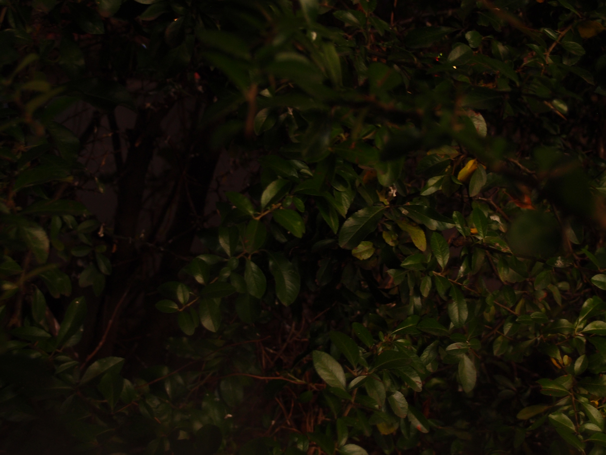 2019-12-11 Spatzen II (Fieldrecording Video) 