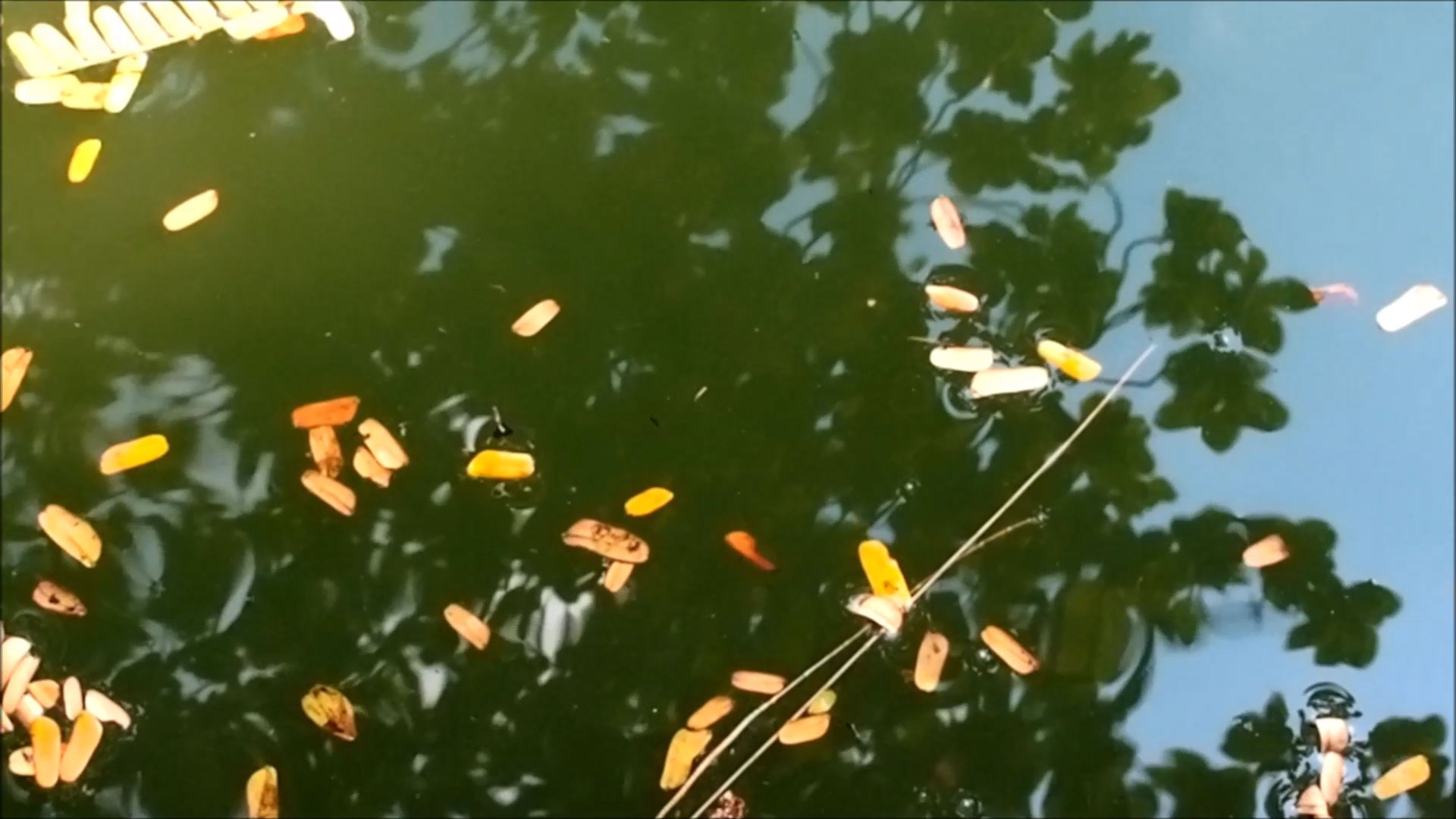 2019-12-19 - 23 Bangkok (Video) 