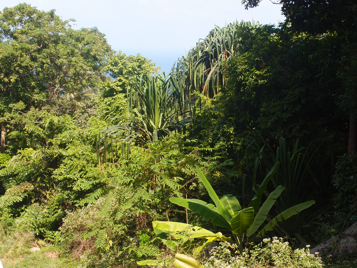 2019-12-29 14 uhr Mango Bay