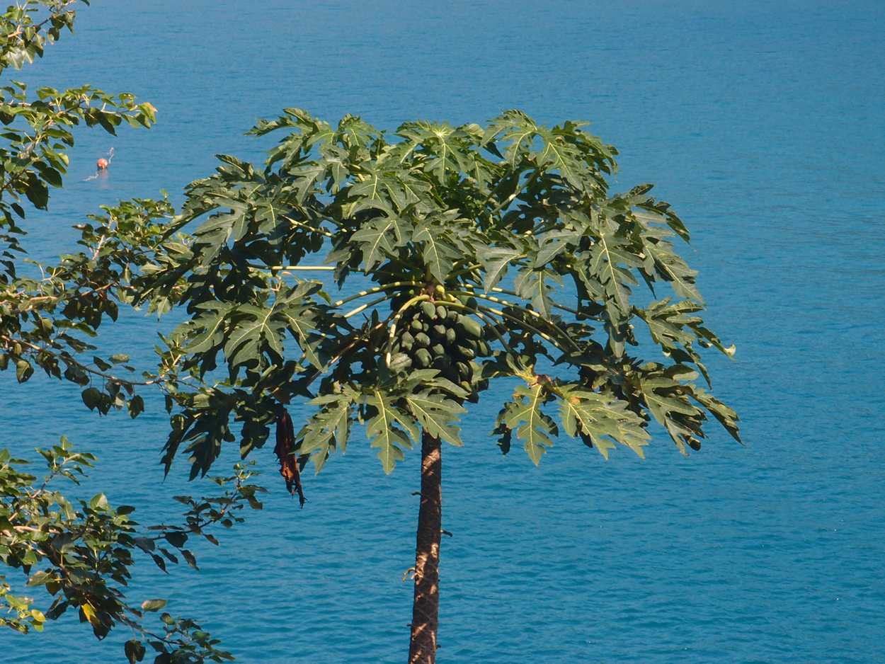 2019-12-29 14 uhr Mango Bay