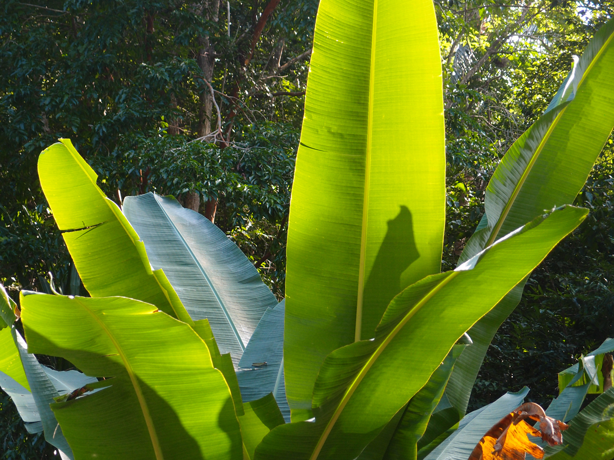 2019-12-29 14 uhr Mango Bay