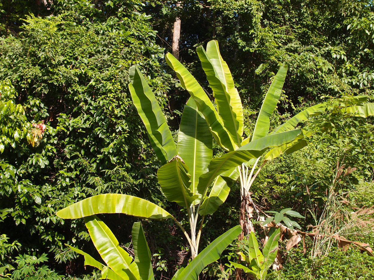 2019-12-29 14 uhr Mango Bay