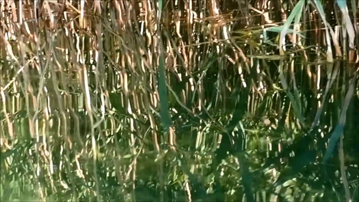 2020-08-16 Licht Reflexe (am Stechlinsee) (Fieldrecording Video) 