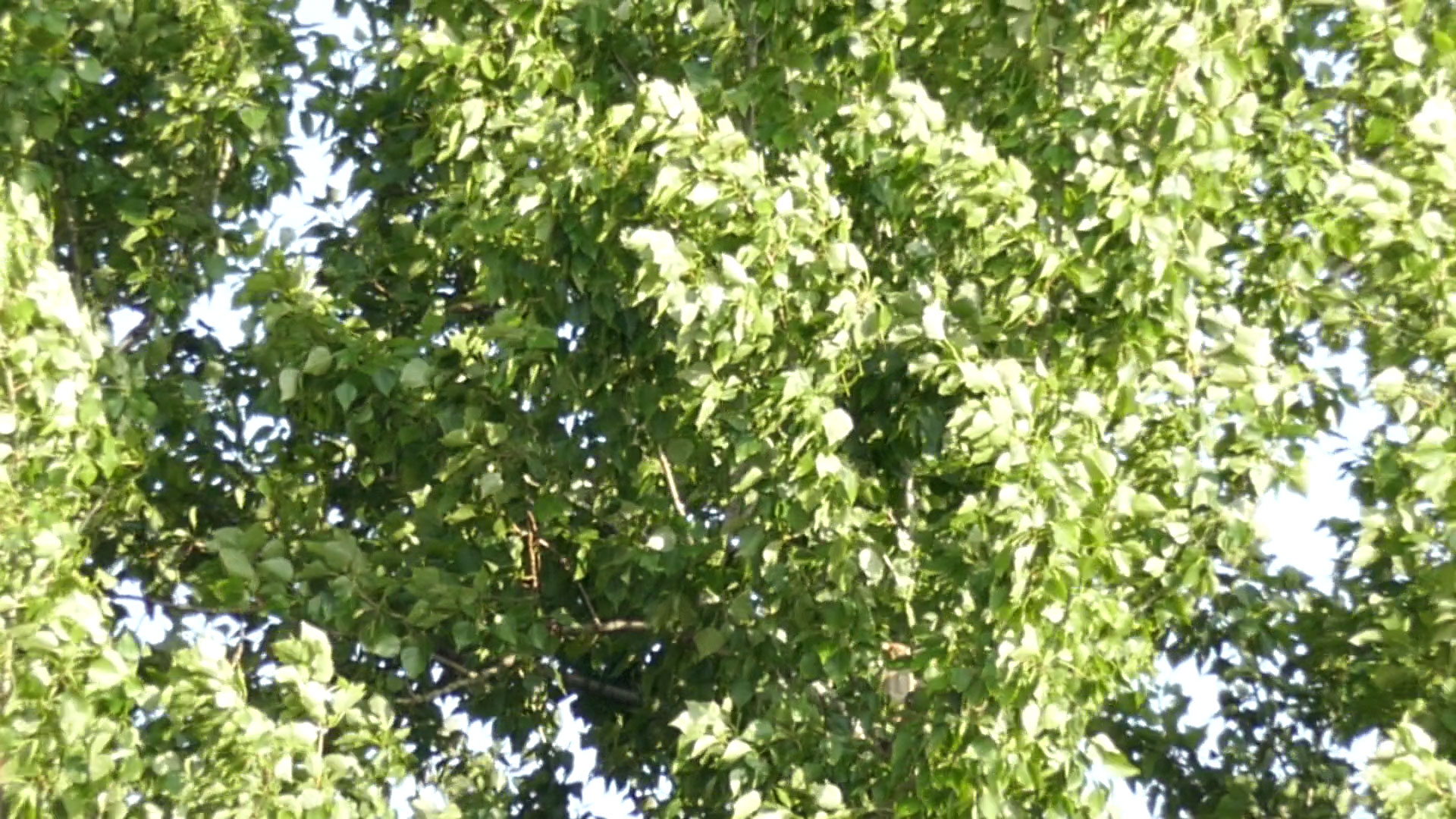 2023-07 Gute Nacht (Videos)