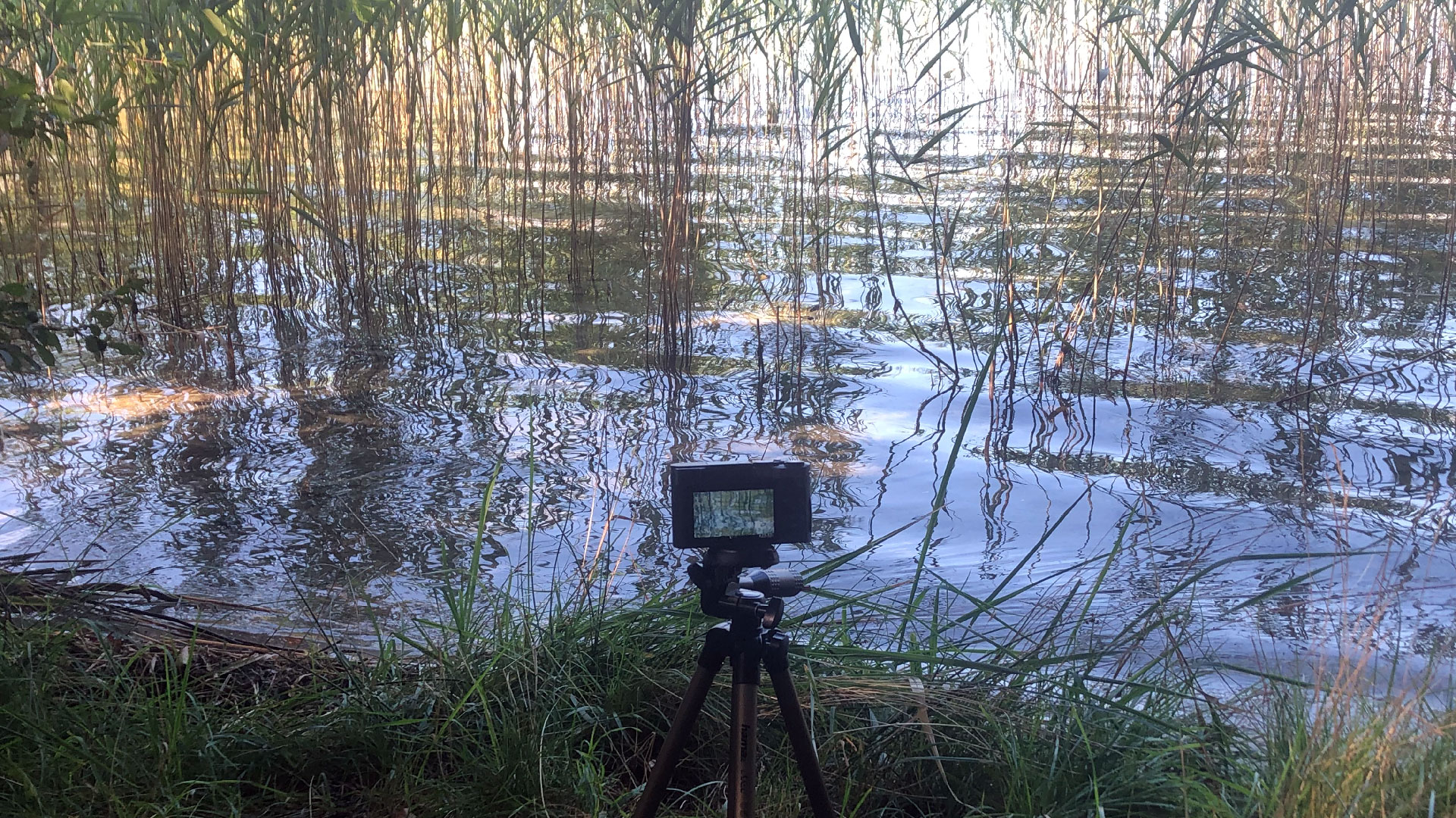 2023-08-19 Licht und Wasser am Stechlin (Fieldrecording Video 3)