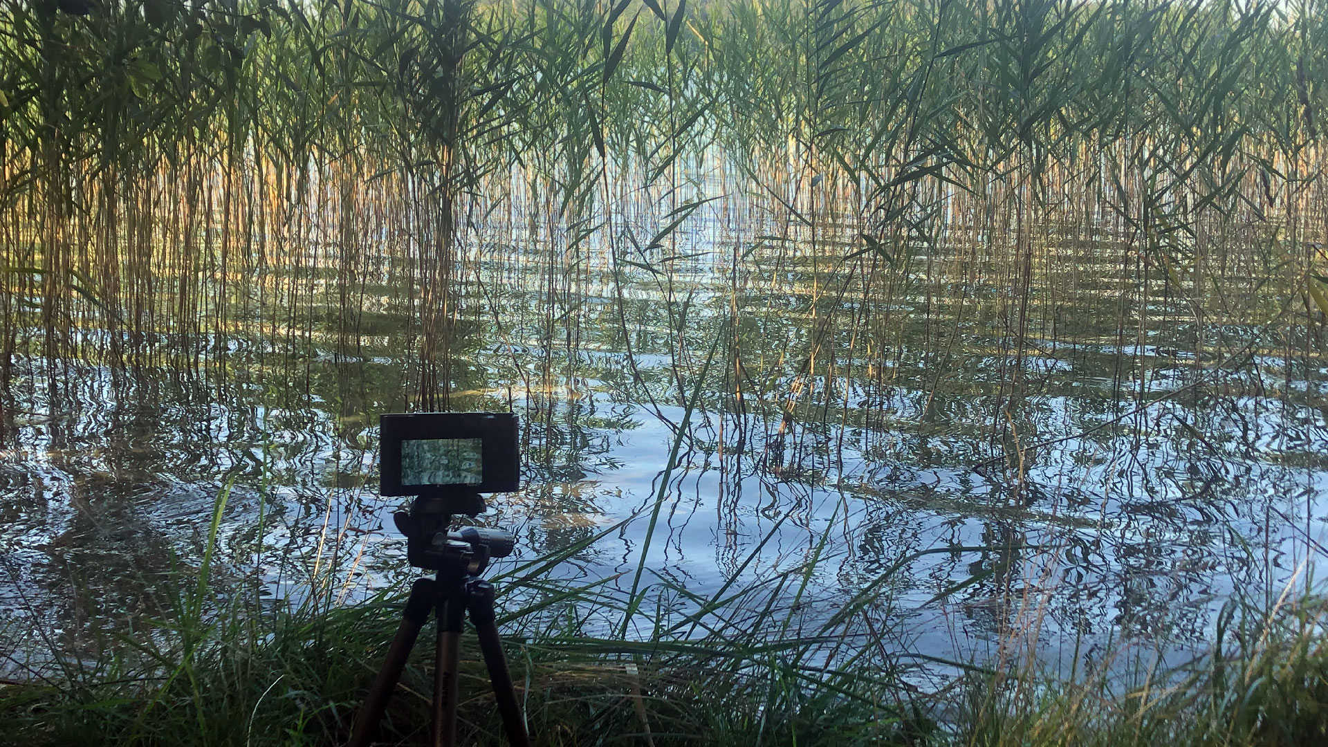 2023-08-19 Licht und Wasser am Stechlin (Fieldrecording Video 3)