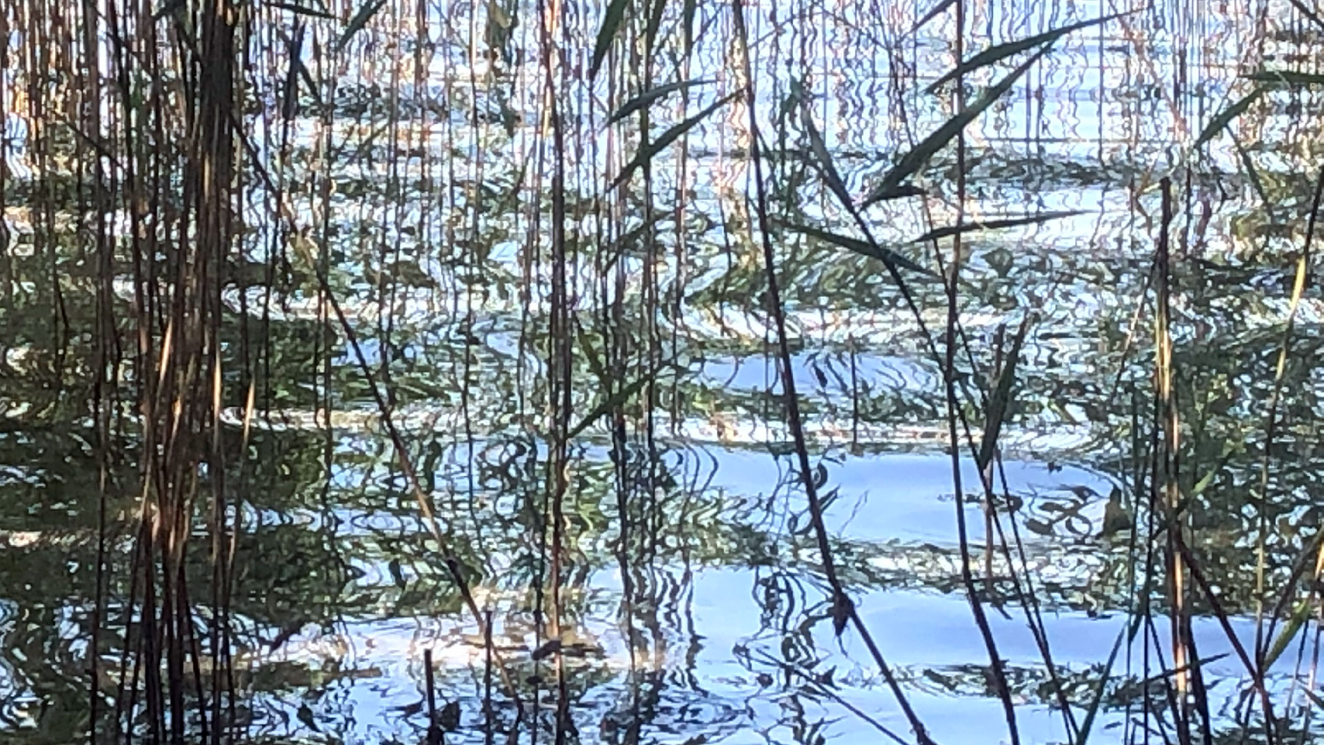 2023-08-19 Licht und Wasser am Stechlin (Fieldrecording Video 3)