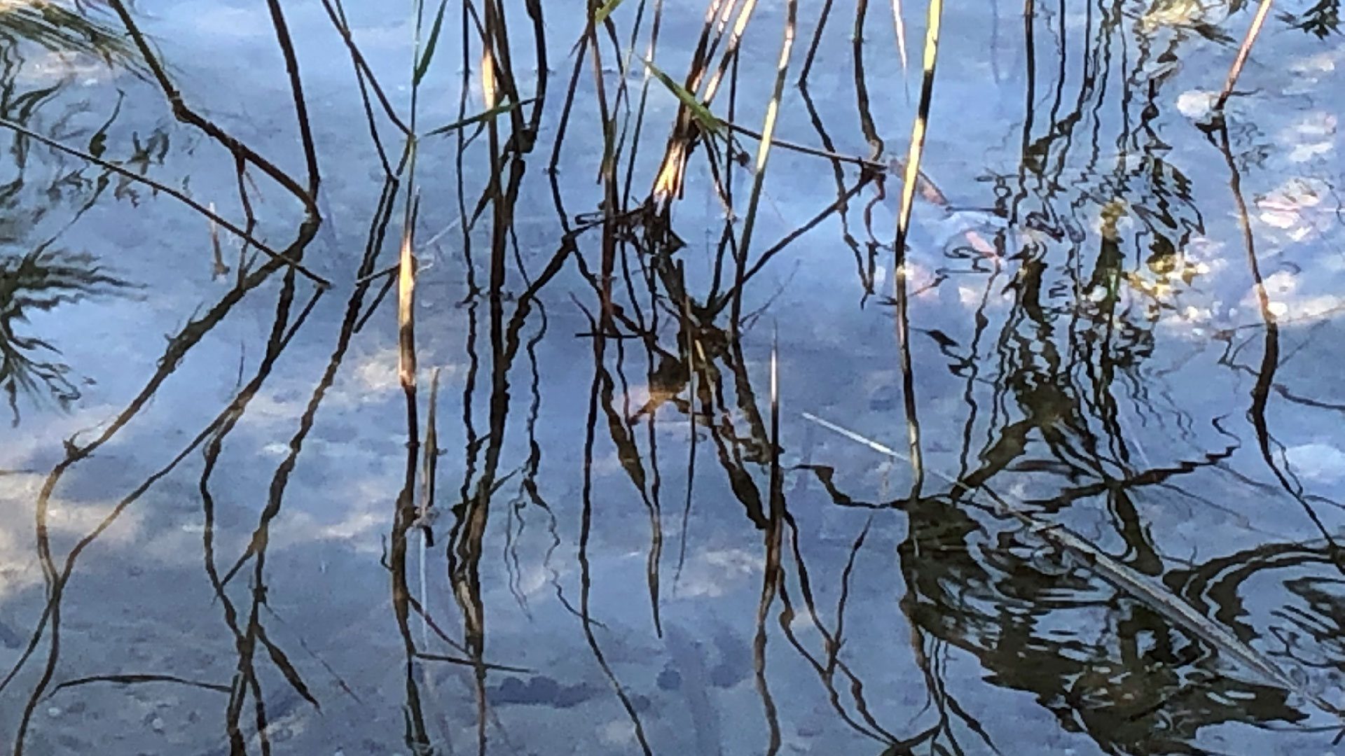 2023-08-19 Licht und Wasser am Stechlin (Fieldrecording Video 3)