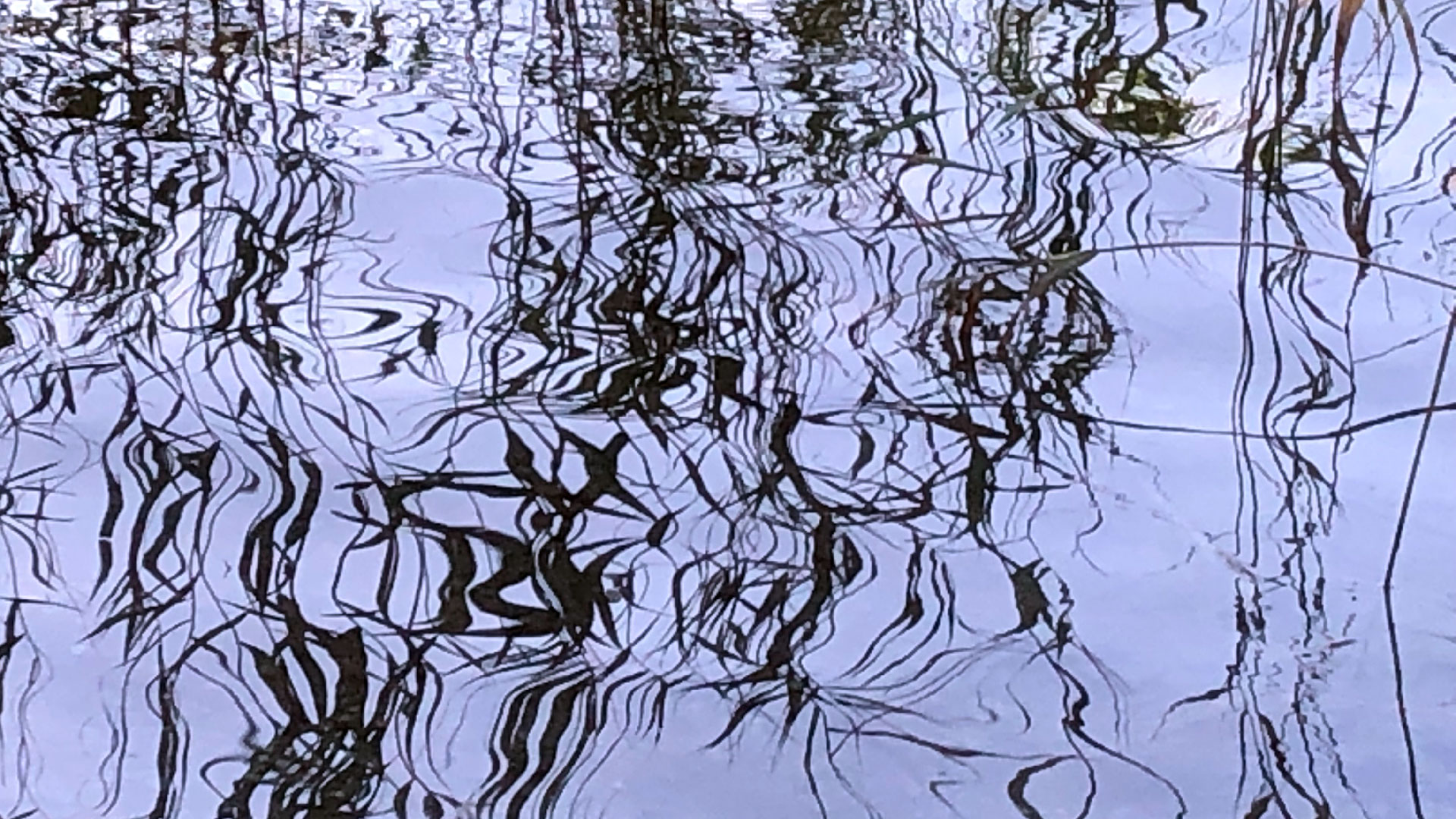 2023-08-19 Licht und Wasser am Stechlin (Fieldrecording Video 3)