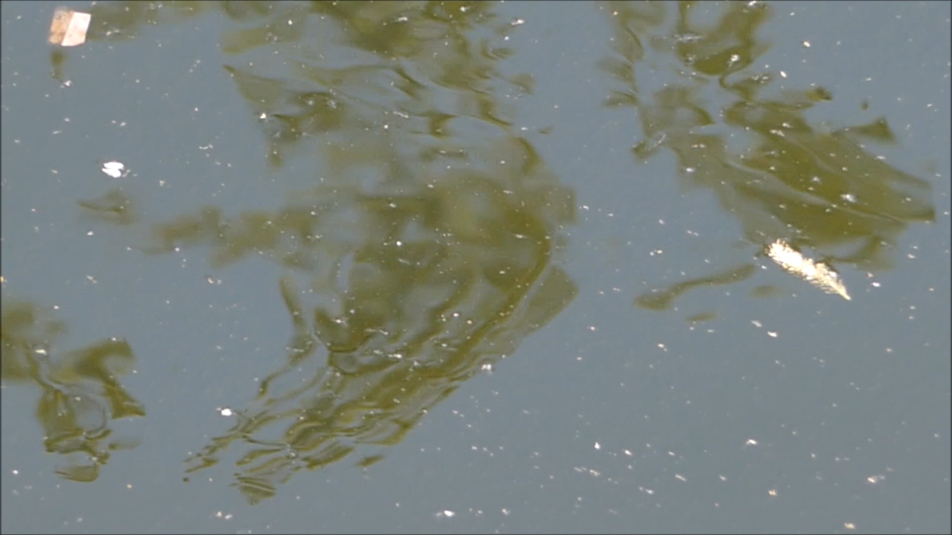 2026-04-22 14 Uhr 53 Kaleidoskop (Fieldrecording Video) (Kamera 1)