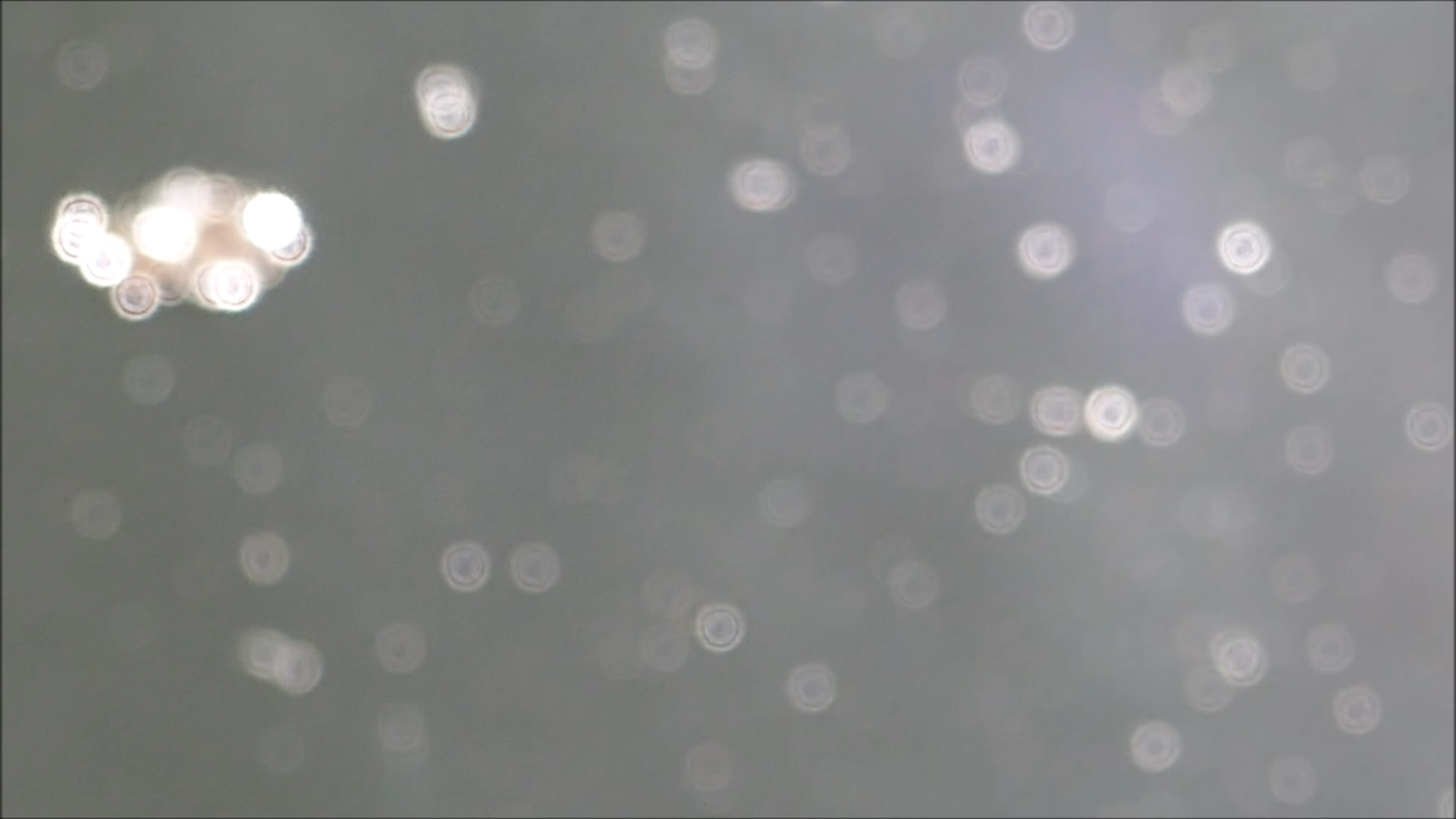 2026-05-02 11 Uhr 35 Kaleidoskop (Fieldrecording Video) (Kamera 2)