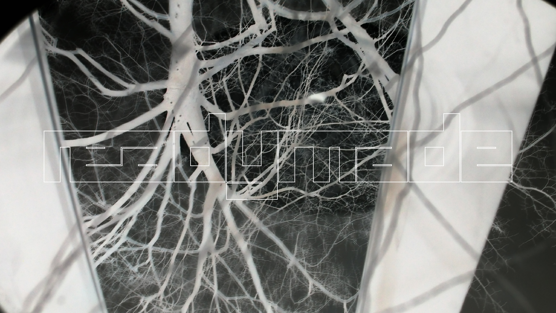 2023-02-05 wendelrekords III Pure Vinyl, geritzt (Audio, Foto, Video)