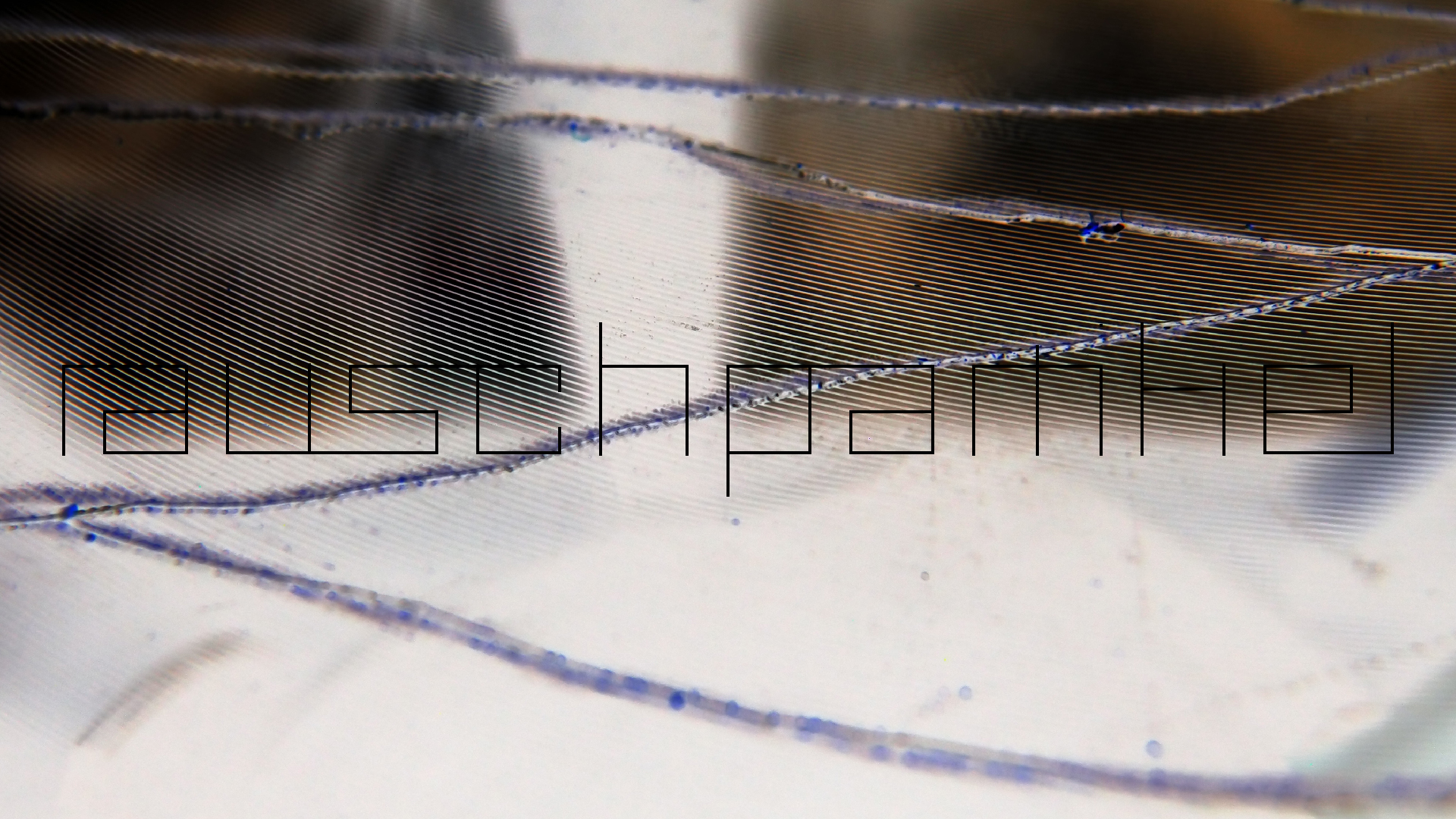 2023-02-05 wendelrekords III Pure Vinyl, geritzt (Audio, Foto, Video)