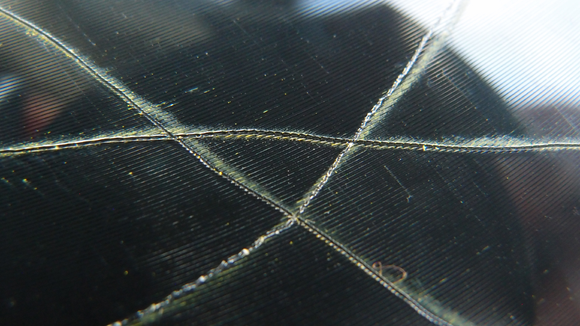 2023-02-05 wendelrekords III Pure Vinyl, geritzt (Audio, Foto, Video)