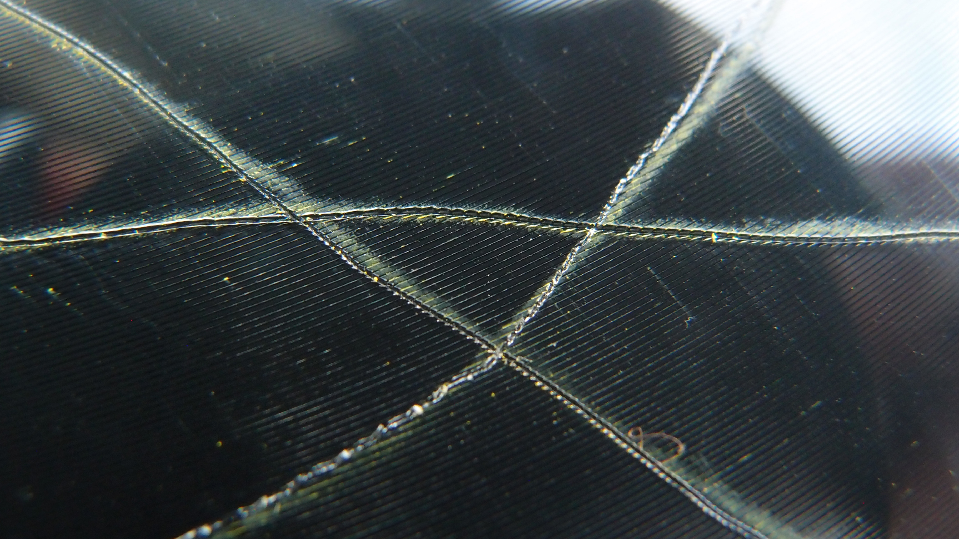 2023-02-05 wendelrekords III Pure Vinyl, geritzt (Audio, Foto, Video)