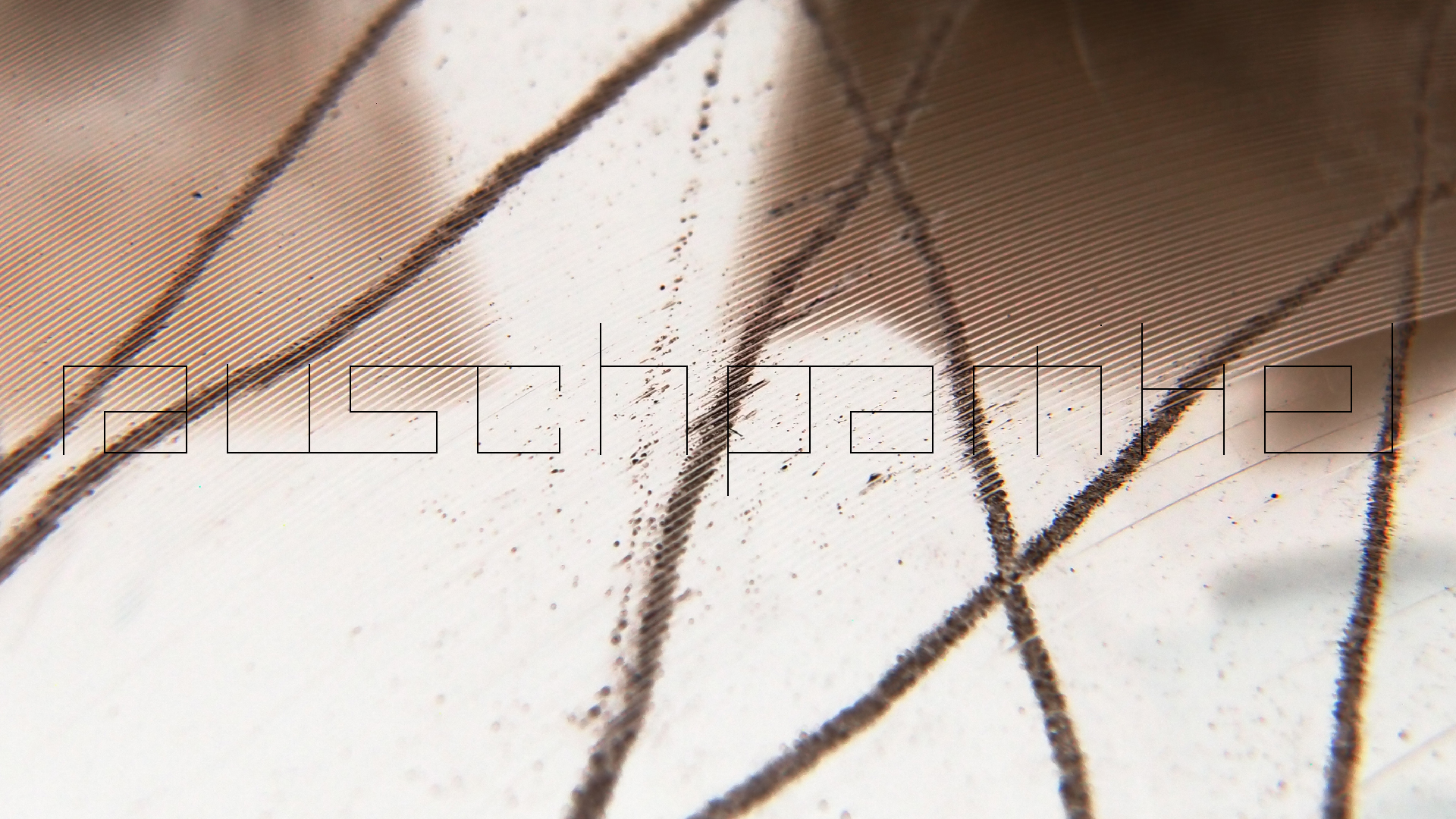 2023-02-05 wendelrekords III Pure Vinyl, geritzt (Audio, Foto, Video)