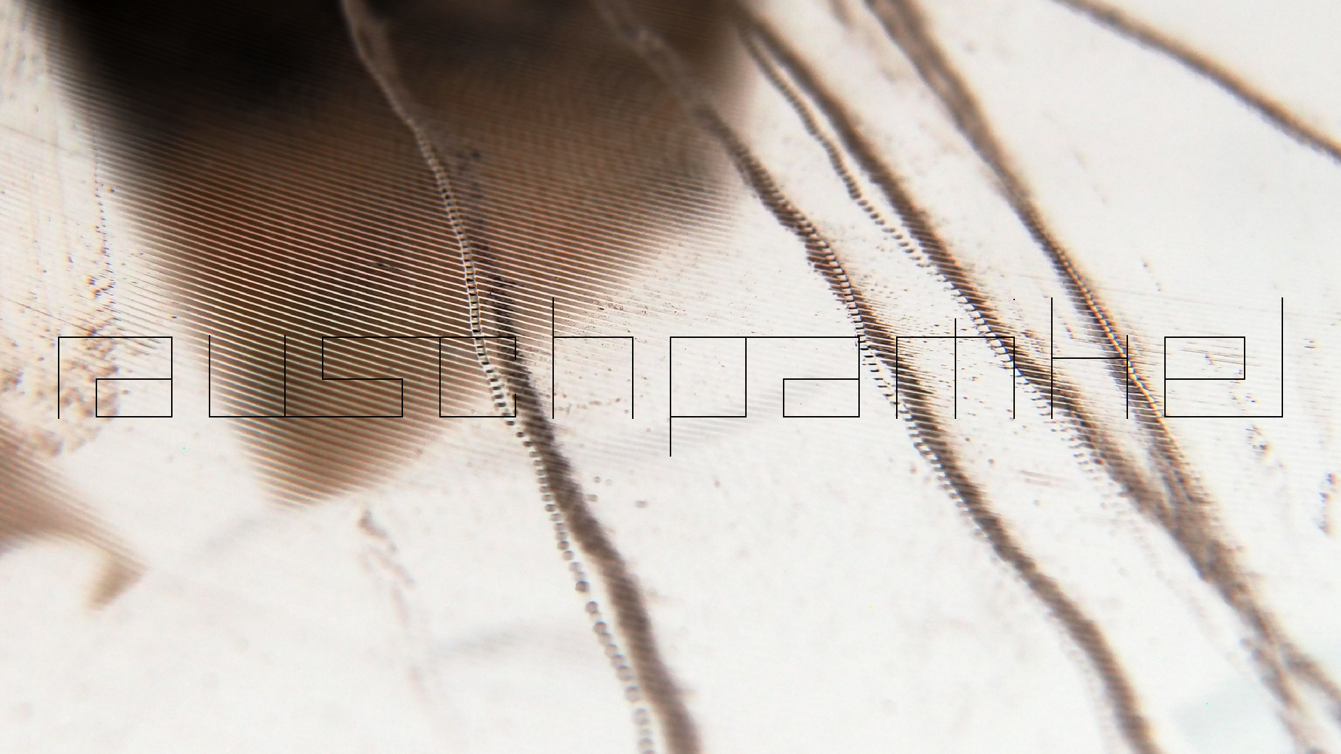 2023-02-05 wendelrekords III Pure Vinyl, geritzt (Audio, Foto, Video)