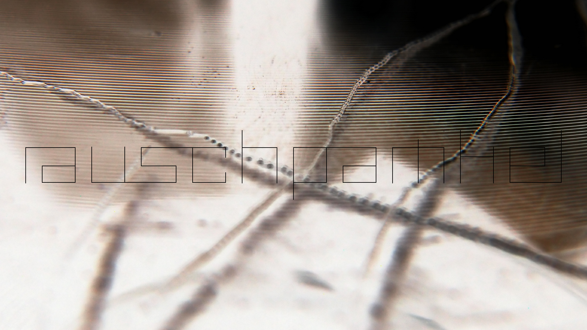 2023-02-05 wendelrekords III Pure Vinyl, geritzt (Audio, Foto, Video)