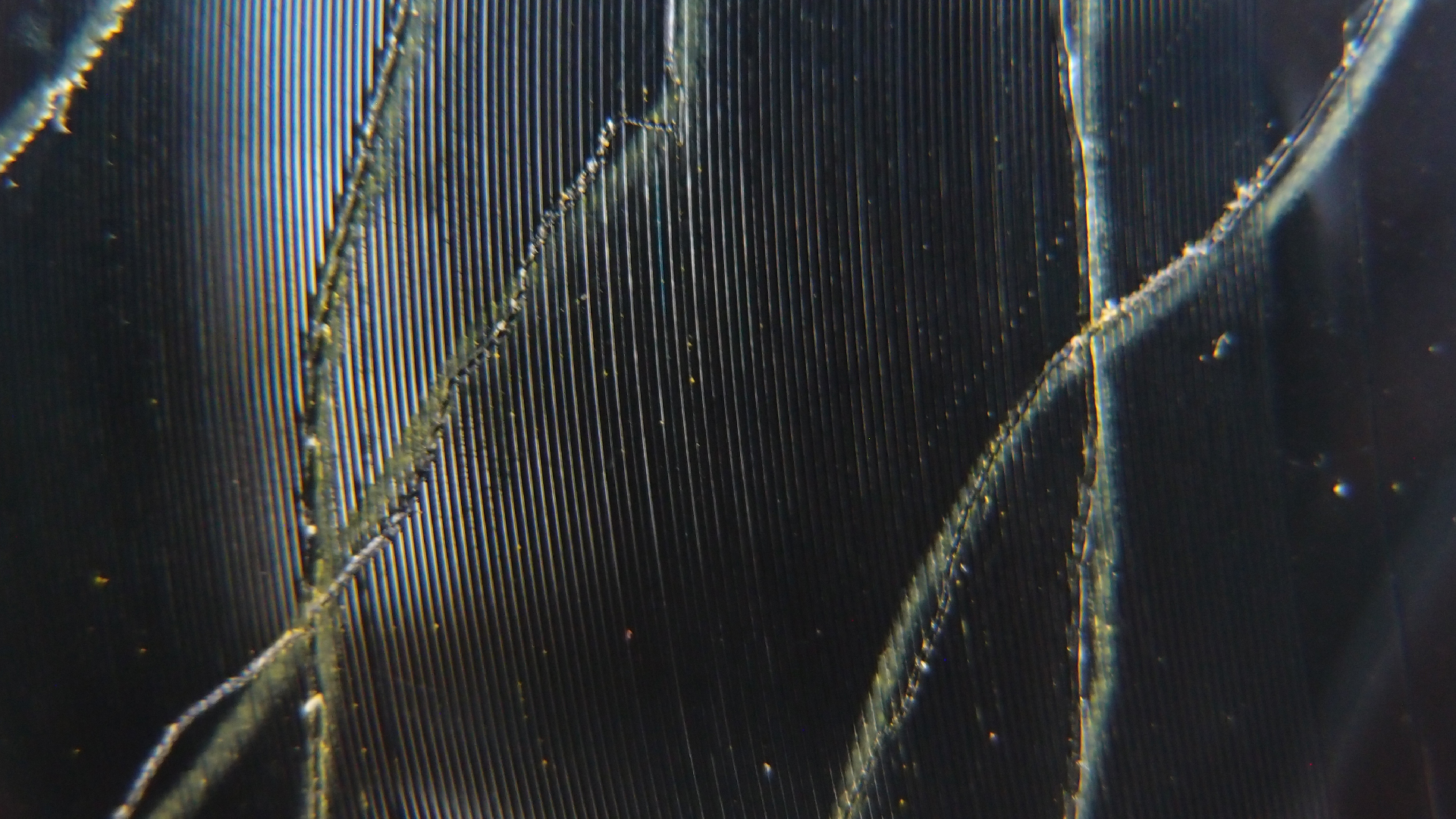 006 Lenco L930 mit Shure N95-3 Nadel